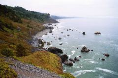 The Coastal Trail in the Redwood National Park.