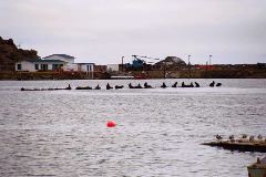 Sea Lions in Crescent City.